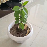 گل و گیاه|گل و گیاه طبیعی|شیراز, احمدی جنوبی|دیوار