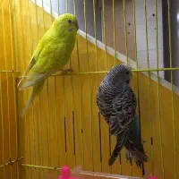 معاوضه مرغ عشق با قفس|پرنده|تربت جام, میان جام|دیوار