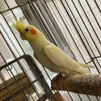 عروس هلندی مولد