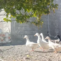 اردک تخم گذار|حیوانات مزرعه|توکهور, |دیوار