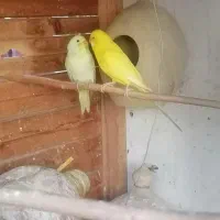 مرغ عشق فروشی|پرنده|چابهار, |دیوار