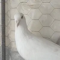 گمشوده