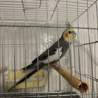 عروس هلندی نر اماده اماده و اوازه خوان با قفس|پرنده|فردیس, شهرک وحدت|دیوار