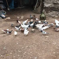 ۶۰عدد کبوتر ناب