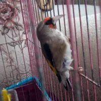 سهره سقا نر بخون