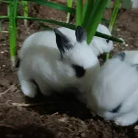 خرگوش