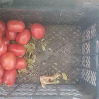 جعبه