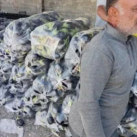 بادمجان9.فلفل15 خیار 21هشت خط30ماهی|عمده‌فروشی|بندرعباس, |دیوار