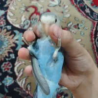 کوتوله مارال دستی جفت