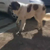 سگ نگهبان و گله ای