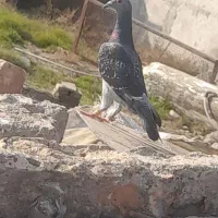 کبوتر دورگ|پرنده|گرگان, |دیوار