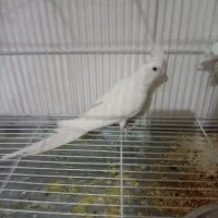 عروس هلندی|پرنده|دوگنبدان, |دیوار