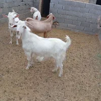 کهره‌چاق‌دورگ‌سانن