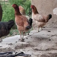 لاری.|حیوانات مزرعه|آق قلا, |دیوار