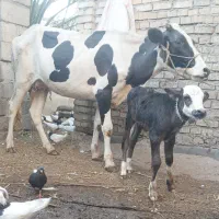 گاوخارجی وگوساله نر  المانی اصل اولین شکم