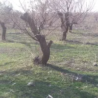 خرید درختان سرپا.چوب|خدمات باغبانی و درختکاری|مشگین شهر, |دیوار