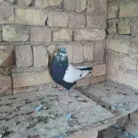 سینه سیاه، و پلاکی کبوتر