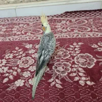 عروس هلندی