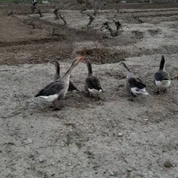 غاز|حیوانات مزرعه|دورود, |دیوار