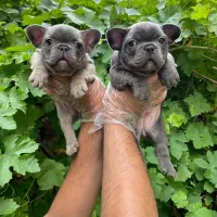 پاگ، یورکشایر، شیواوا پودل و پامر|سگ|تهران, درکه|دیوار