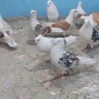 دوکت پلنگ لرستان پشتار|پرنده|قم, قلعه کامکار|دیوار