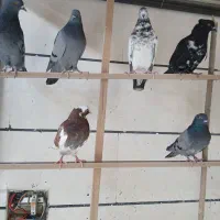 کبوترغریبگیری ده عدد دونه ۲۰۰