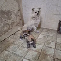 واگذاری سگ نگهبان