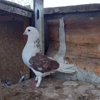 کفتر دوتا نر گردن کلفت|پرنده|ری, سرتخت|دیوار