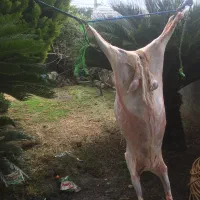 کشتار گوشت گوسفند بره نر زیر قیمت|خوردنی و آشامیدنی|بابل, |دیوار