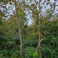 فروش ویلای ویودار/مناسب تفریح/ تاکسی خور|فروش خانه و ویلا|تالش, هشتپر|دیوار