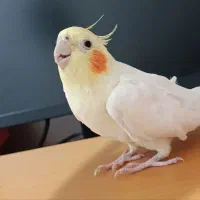 فروش فوری عروس هلندی ماده