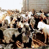 بز آبستن|حیوانات مزرعه|شیراز, حسن آباد|دیوار