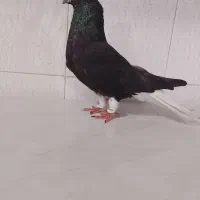 کبوتر اشعل