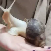 حلزون|خزنده|ارومیه, |دیوار