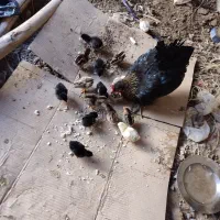 مرغ با جوجه