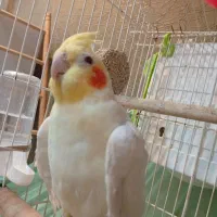 عروس هلندی نرلوتینو2ساله بالغ|پرنده|کیش, |دیوار