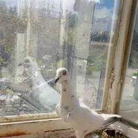 دستپر شاه پر سار آلمانی