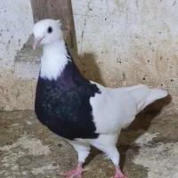 طوق سیاه ماده|پرنده|اهواز, شهرک نفت|دیوار