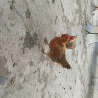 مرغ خانگی|حیوانات مزرعه|اسلامشهر, شهرک توحید|دیوار