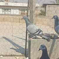 کبوتر پلاکی به شرط