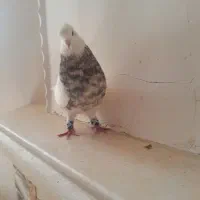 نر طوق لیموی خال سیاه عتیقه