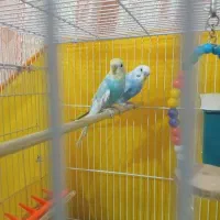 مرغ عشق|پرنده|نهبندان, |دیوار