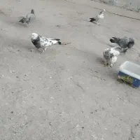 کبوتر|پرنده|فارسان, |دیوار