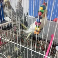 جفت عروس هلندی و جوجه