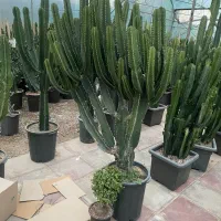 افوربیا اینجنس ممتاز