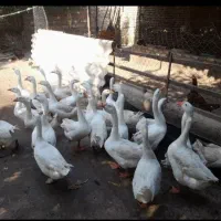 غوغاز|حیوانات مزرعه|گرگان, |دیوار