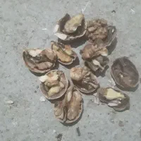 گردوی.امسال
