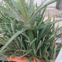 گیاه دارویی|آرایشی، بهداشتی، درمانی|اردبیل, |دیوار