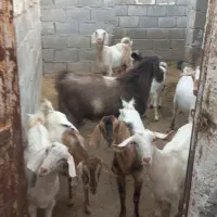 پازن خوب و خوش قیمت