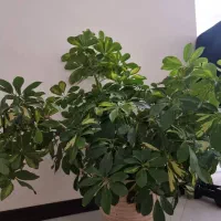 گل طبیعی شفلرا